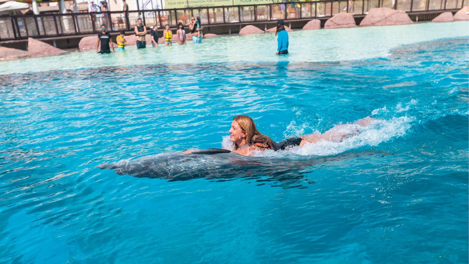 Swim With Dolphins
