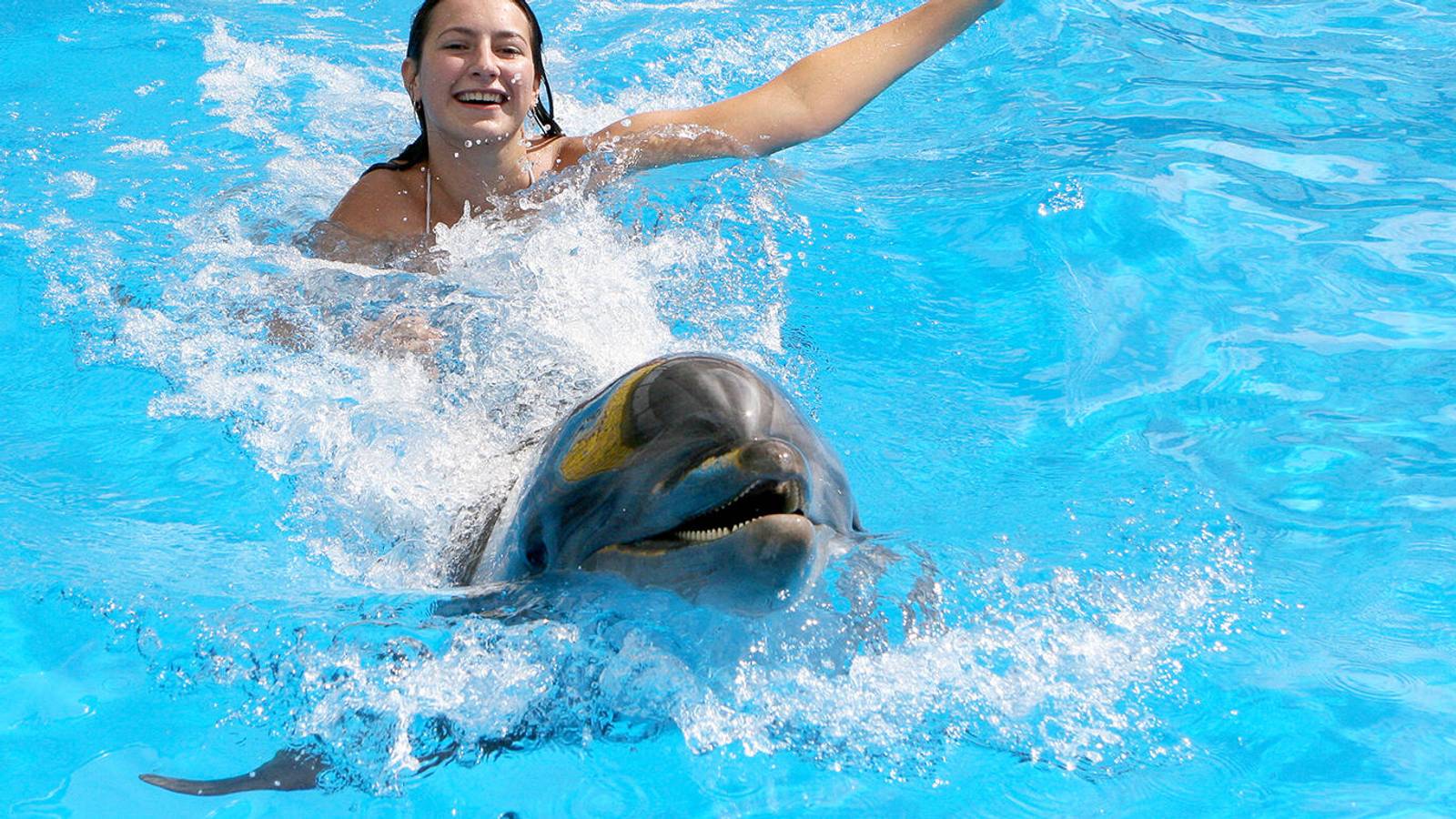 Swim With Dolphins