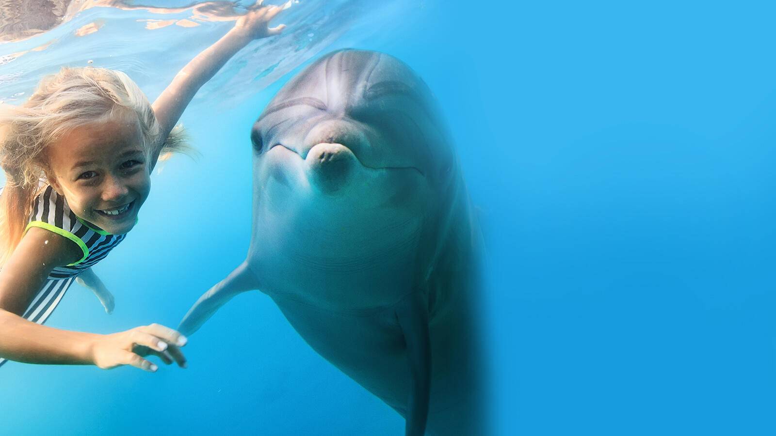 Swimming with Dolphins Package